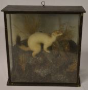 Taxidermy stoat with captured prey in glass case