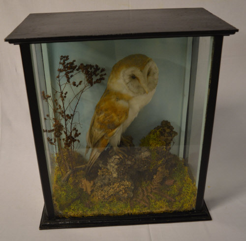 Taxidermy barn owl in glass case