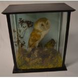 Taxidermy barn owl in glass case