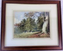 Watercolour of a woodland gladed by David Hall McKuan, signed on verso.