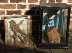 Early 20th century cased taxidermy sparrow hawk & magpie