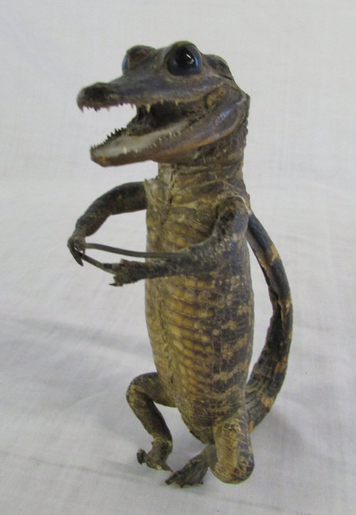 Small taxidermy baby alligator H 15 cm