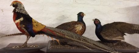 Taxidermy Chinese pheasant & a brace of pheasants