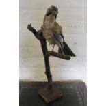 Taxidermy jay bird