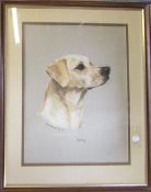 Pastel drawing of a golden labrador by Mary Browning 51 cm x 63 cm