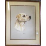 Pastel drawing of a golden labrador by Mary Browning 51 cm x 63 cm