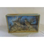 Cased pair of taxidermy birds