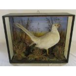 Cased taxidermy bird (missing front glass)