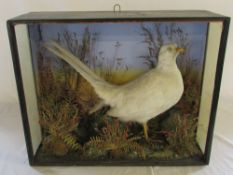 Cased taxidermy bird (missing front glass)