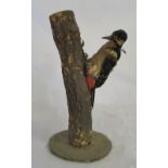 Taxidermy woodpecker