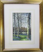 David N Robinson collection - Watercolour of Spring Rigsby Woods (nr Alford) by North Kelsey artist