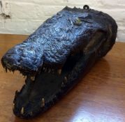 Early 20th century taxidermy crocodile head