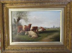 Oil on board of cattle by J T Burgess dated 1896 60 cm x 45 cm