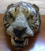 Early 20th century taxidermy tiger head