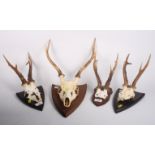 Four pairs of deer/antelope skull plates on wooden backboards