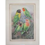 E F Bailey: watercolours, study of parakeets, 10" x 6 1/2", in wash line mount and gilt frame