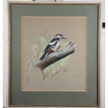 Malcolm Ellis: watercolour and body colours, study of a woodpecker, 13" x 11", in strip frame, and a