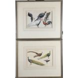 Hubert J Pepper: a set of four watercolour and body colour studies, exotic game fowl, 5 1/2" x 9 1/