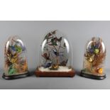 Taxidermy: three 19th Century glass domes containing hummingbirds and parakeets, larger dome 13 1/2"