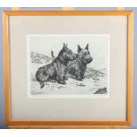 Lucy Dawson: etching, Scottish terrier, 13" x 11 3/4", in oak frame