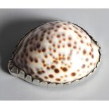 A 19th Century silver mounted cowrie shell snuff box, 3" wide