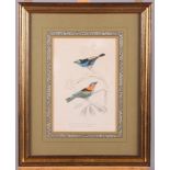 A set of three 19th Century hand-coloured book plates, ornithological studies of finches, in strip