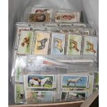 A collection of cigarette cards, including dogs, horse riding, birds and their eggs, etc