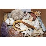 A comb murex, two cone shells, a conch shell and a number of other shells, mineral samples, etc