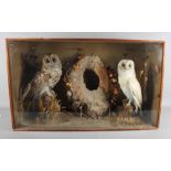 Taxidermy: a preserved barn owl and tawny owl, in glazed case, 31" wide