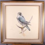 Tim Brain, '10: body colours, study of a falcon, 21" x 21", in gilt decorated frame