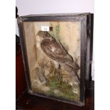 Taxidermy: a preserved sparrow hawk (?), 12" wide