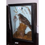 Taxidermy: a preserved sparrow hawk (?), in glazed case, 11" wide