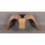 A ram's skull plate with horns