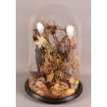 Taxidermy: a preserved hobby (?), under glass dome, 18" high