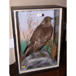 Taxidermy: a preserved peregrine falcon (?), in glazed case, 17" wide