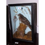 Taxidermy: a preserved sparrowhawk, in glazed case, 11" wide