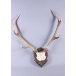 A pair of eight-point antlers, on skull plate
