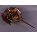 A horseshoe crab, 21" long