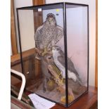 Taxidermy: a pair of goshawks and a squirrel, in glazed case, 22" wide (certificates available)