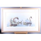 Ian Nathan: a limited edition coloured print of swans, "Royal Family", 570/600, 14" x 27", in