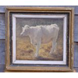 Alfred Baker: oil on canvas, study of a white calf, 12" x 10 1/2", in painted frame