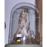 Taxidermy: a preserved brown owl, under glass dome shade, 17" high overall