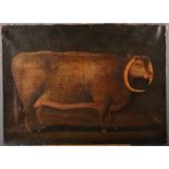 A 19th century primitive oil on canvas, study of a longhorn bull, 18" x 23", unframed