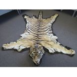 Taxidermy; a vintage full size Bengal tiger skin complete with four limbs and tail,