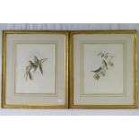 Two hand coloured, early 20th century prints of birds on branches; sight size 43cm x 34xm.