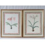 Two reproduction colour prints of flowers Langlois; framaed and mounted with marble effect borders;