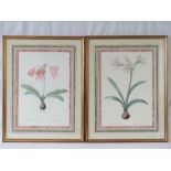 Two reproduction colour prints of flower