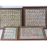 Four framed sets of cigarette cards featuring vintage subjects: exotic birds;
