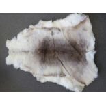 A wall hanging reindeer skin, tanned lea