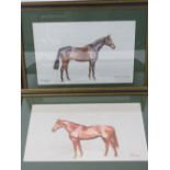 Watercolour; profile of a Bay Gelding 'Brown Sugar', signed lower left Tom Carr, 24 x 37cm.